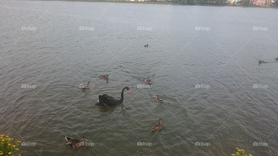 black swan and ducks