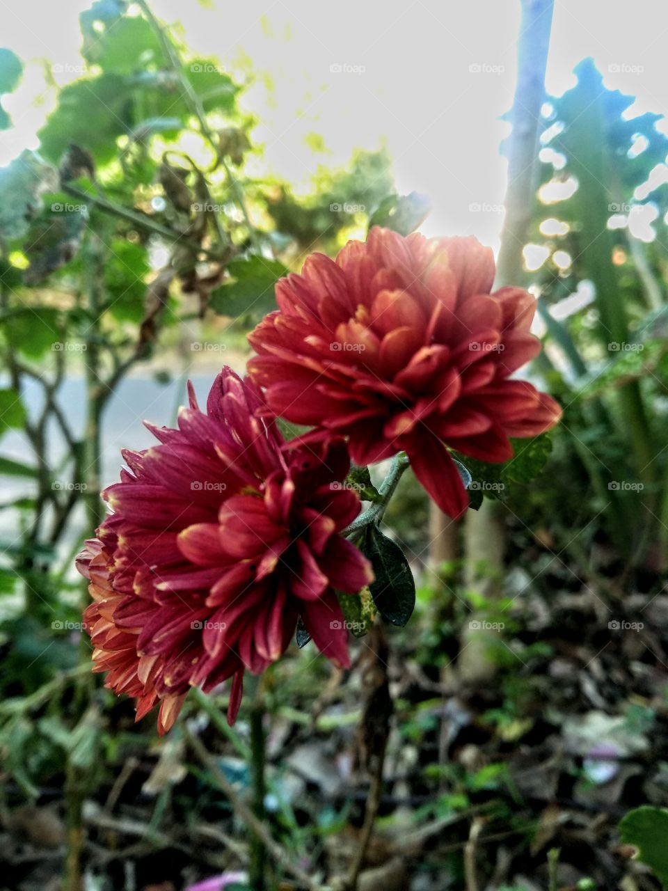 Beautiful flowers. Delicated flowers. Red flowers. Garden./ Flores lindas. Flores delicadas. Flores vermelhas...