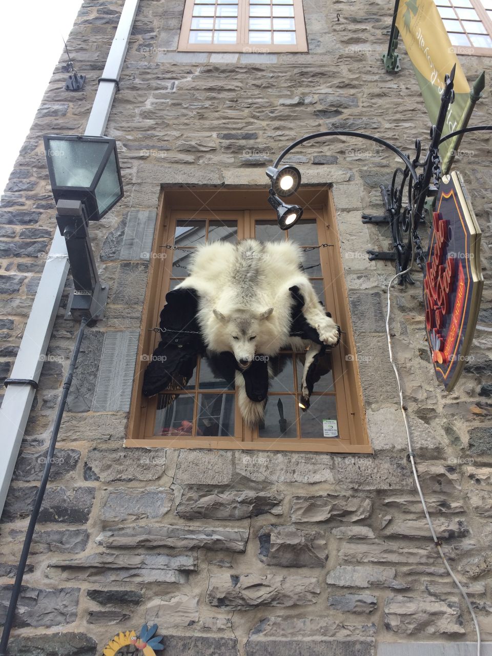 Wolf pelt in Old Town Quebec 