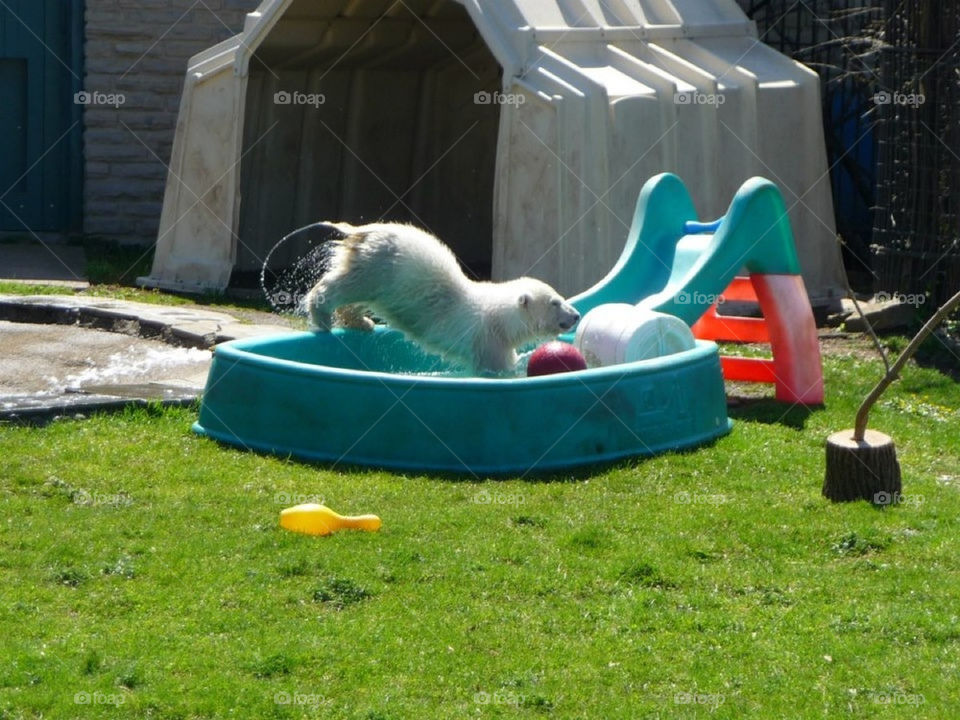 Baby polar bear in mid jump