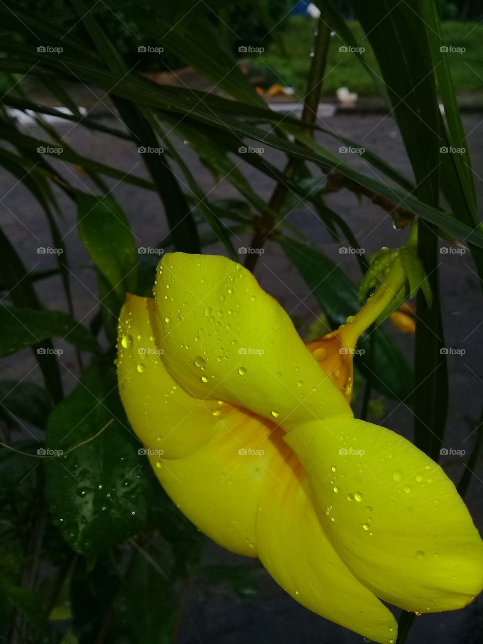 Alamanda flower. Yellow.  Rainy day. Exotic And beautiful.