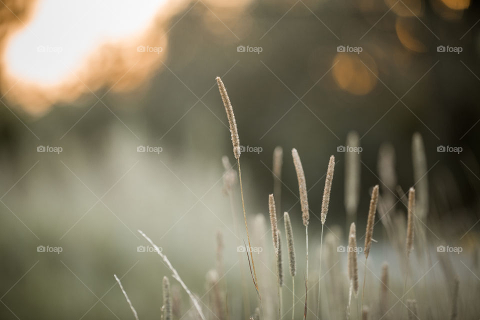 Grass at summer evening 