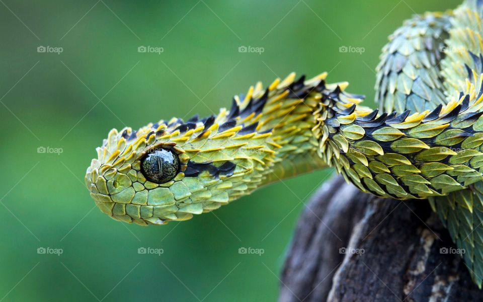 Snake in Yellow, black and green