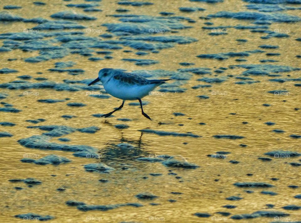 Seabirds During Golden Hour. Snowy Plovers Running Across A Beach At Sunset
