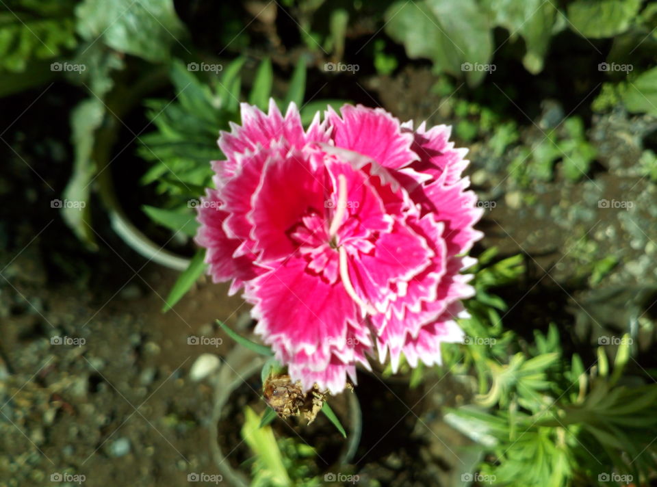 pink flora