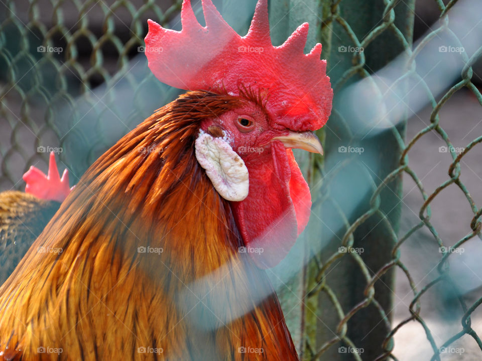 In the cage