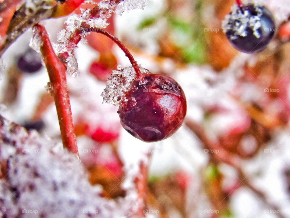 snow covered wild berries on bush