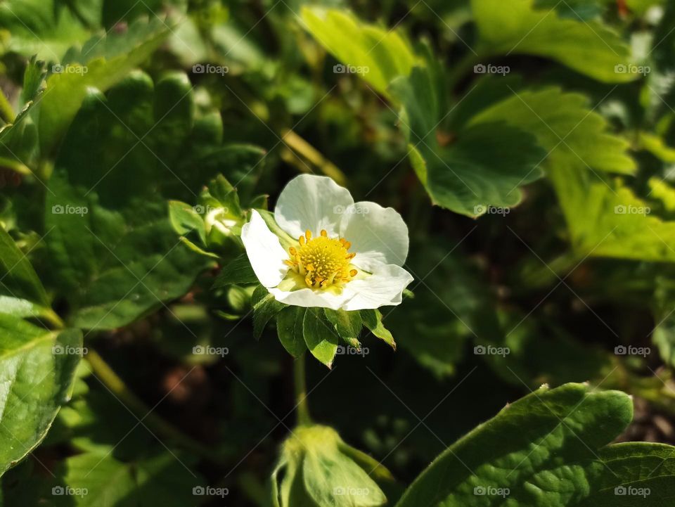 The garden strawberry (or simply strawberry; Fragaria × ananassa)