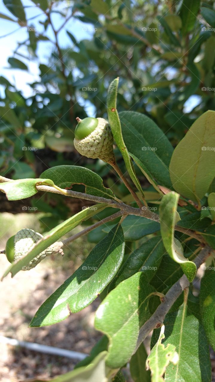 green acorn