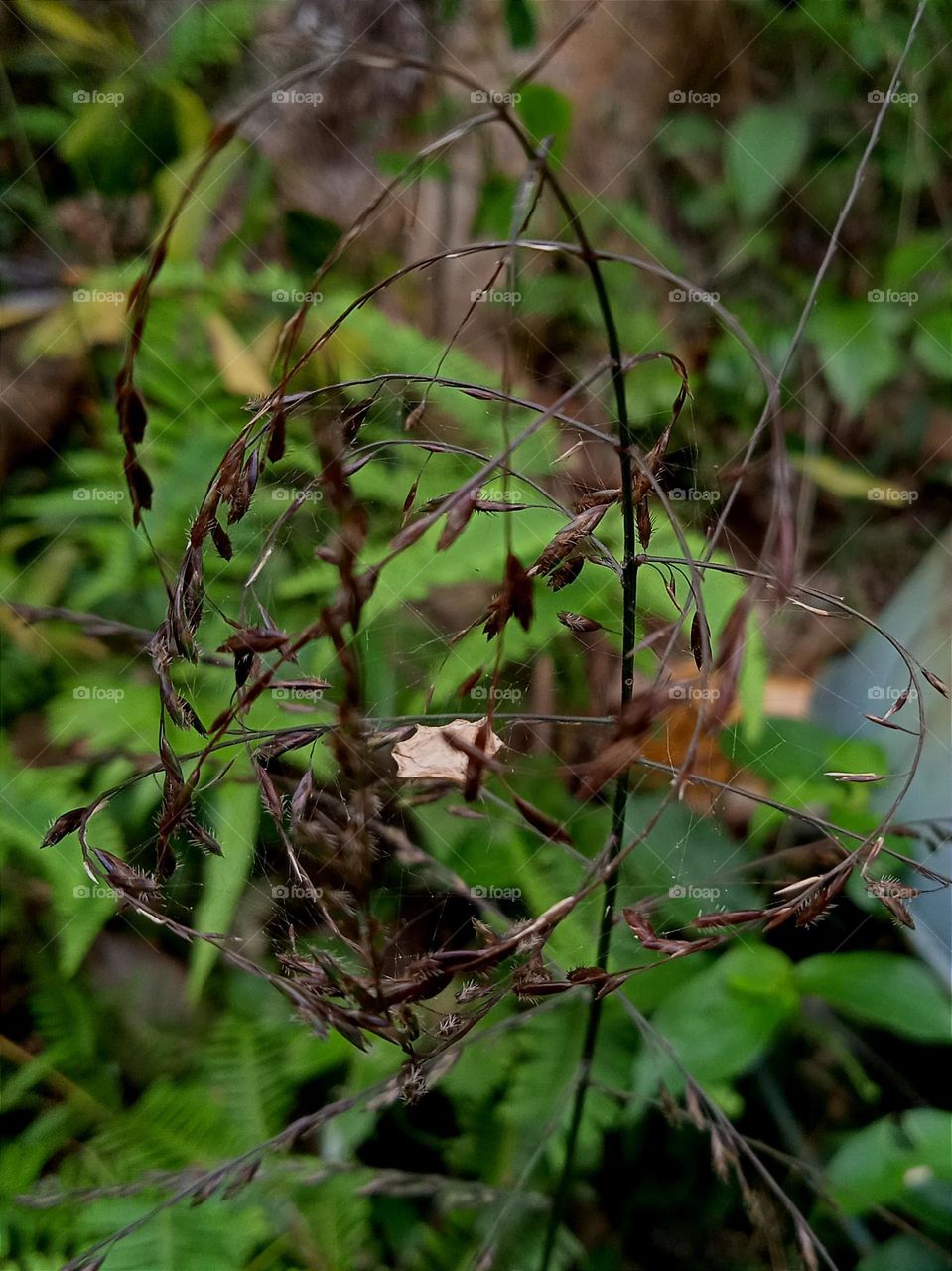 The invisible spider silks gather the grasses and hang a dry leaf in the middle.