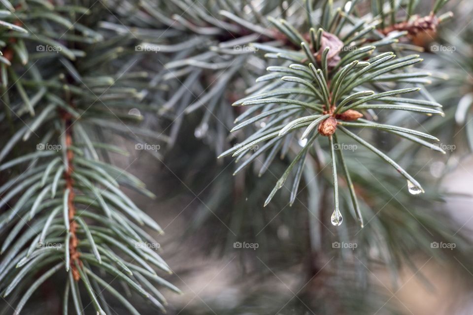 Pine branch with water drops