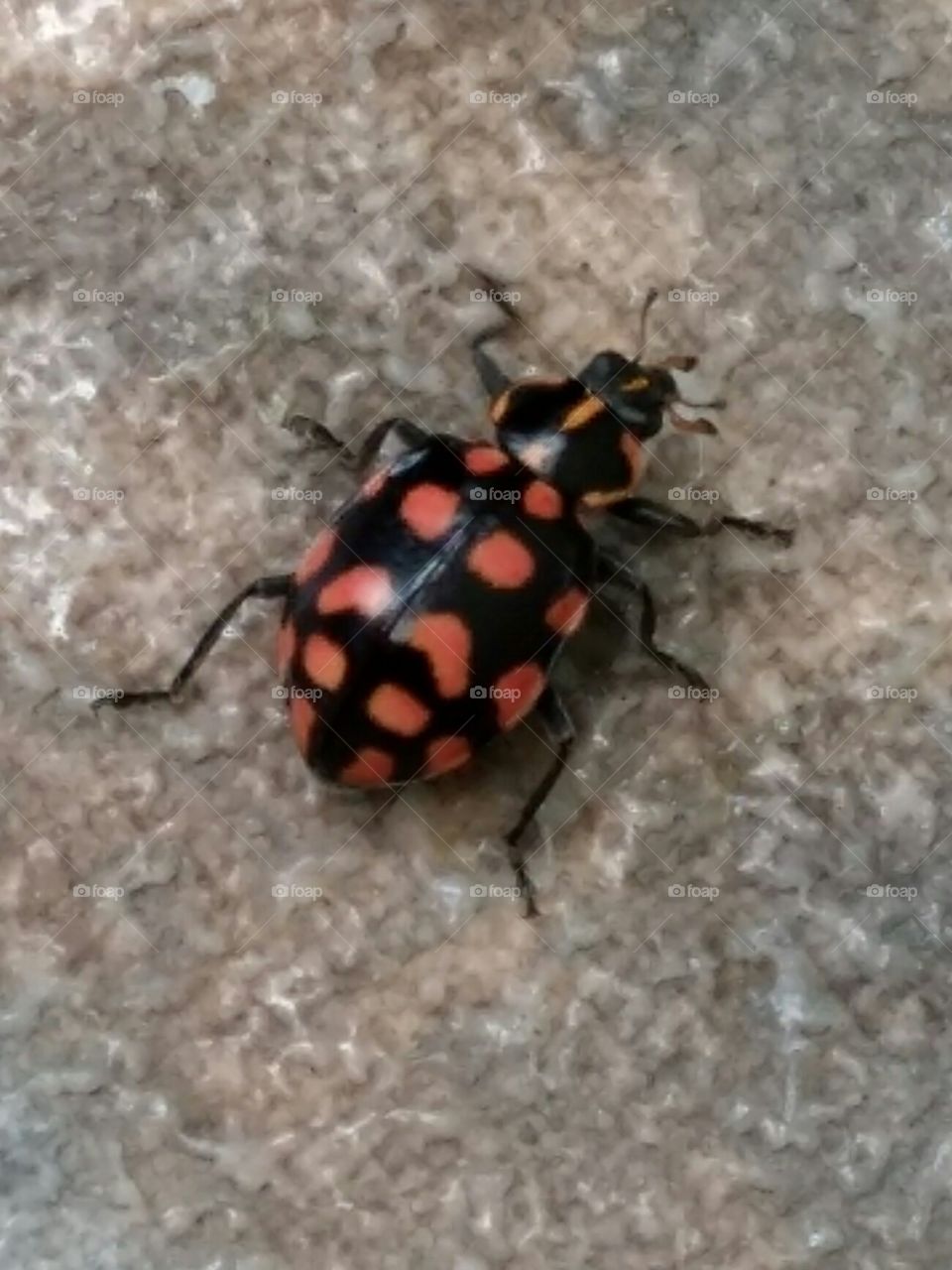 A bug or a ladybird ?
A insect red with black stain or black with red stain ?