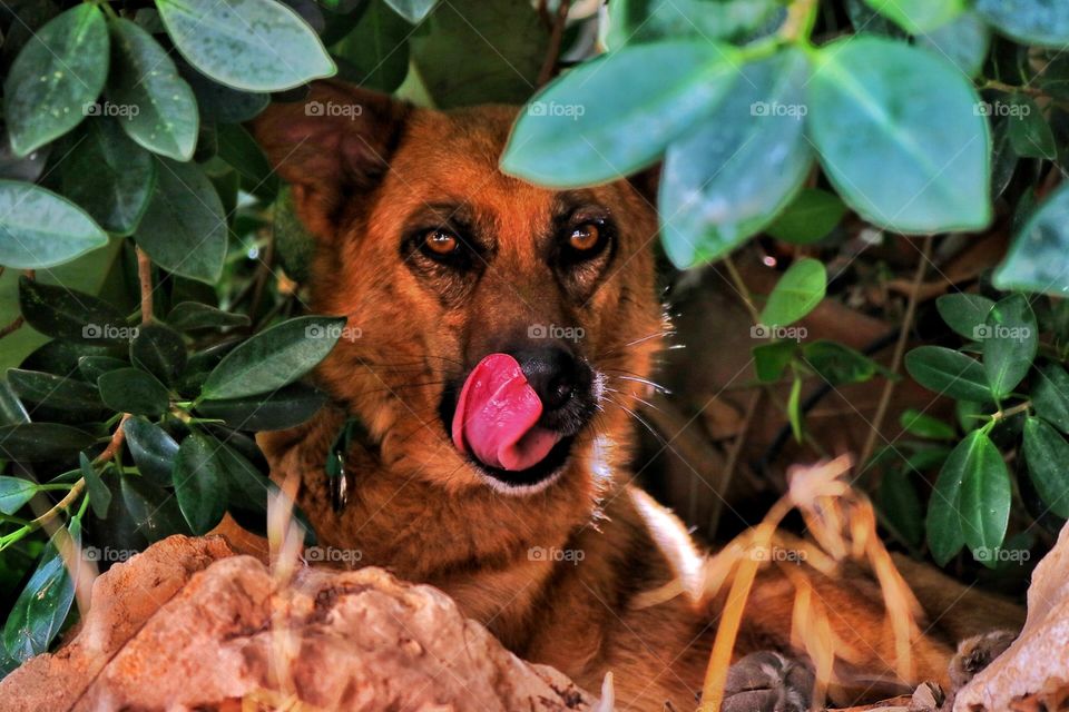 found this cute guy resting in the shadow,too hot outside