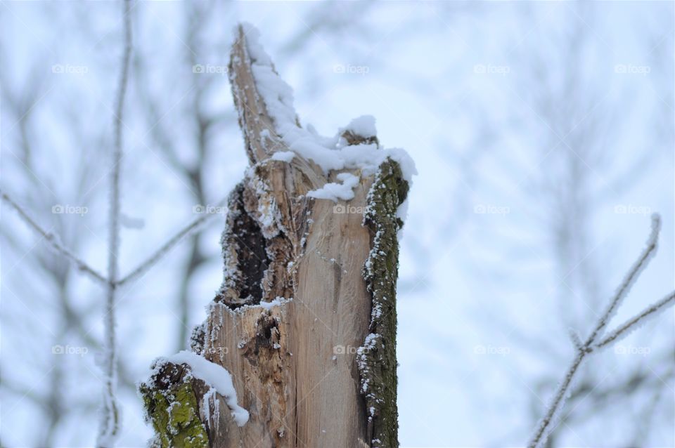 winter forest