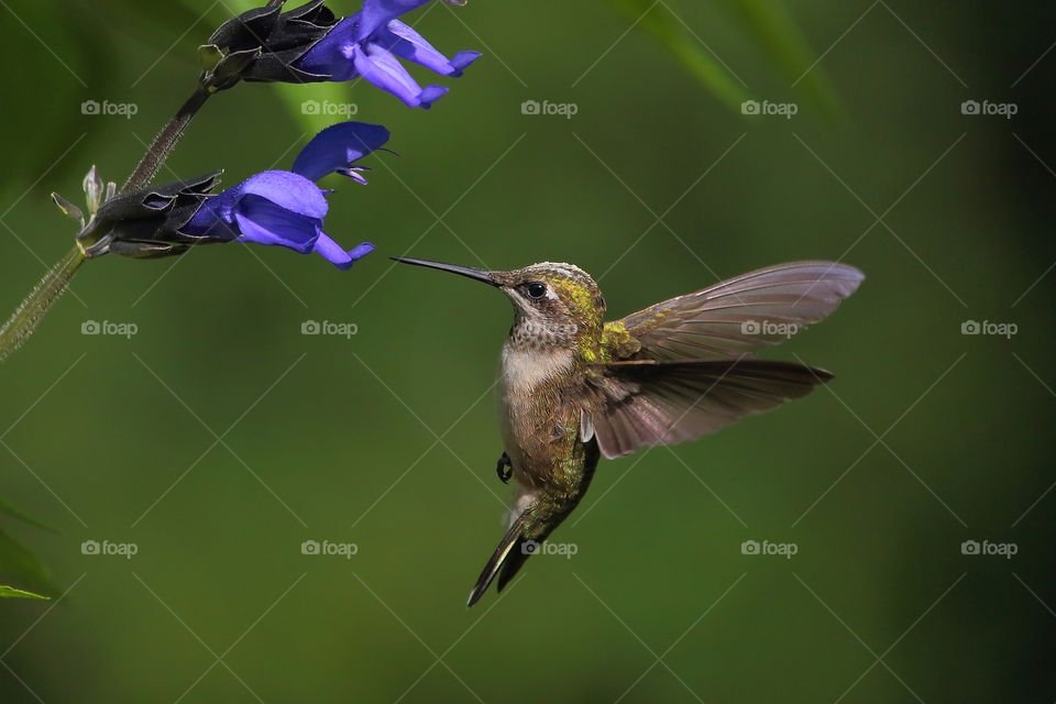 hummingbird feeding from black and blue salvia