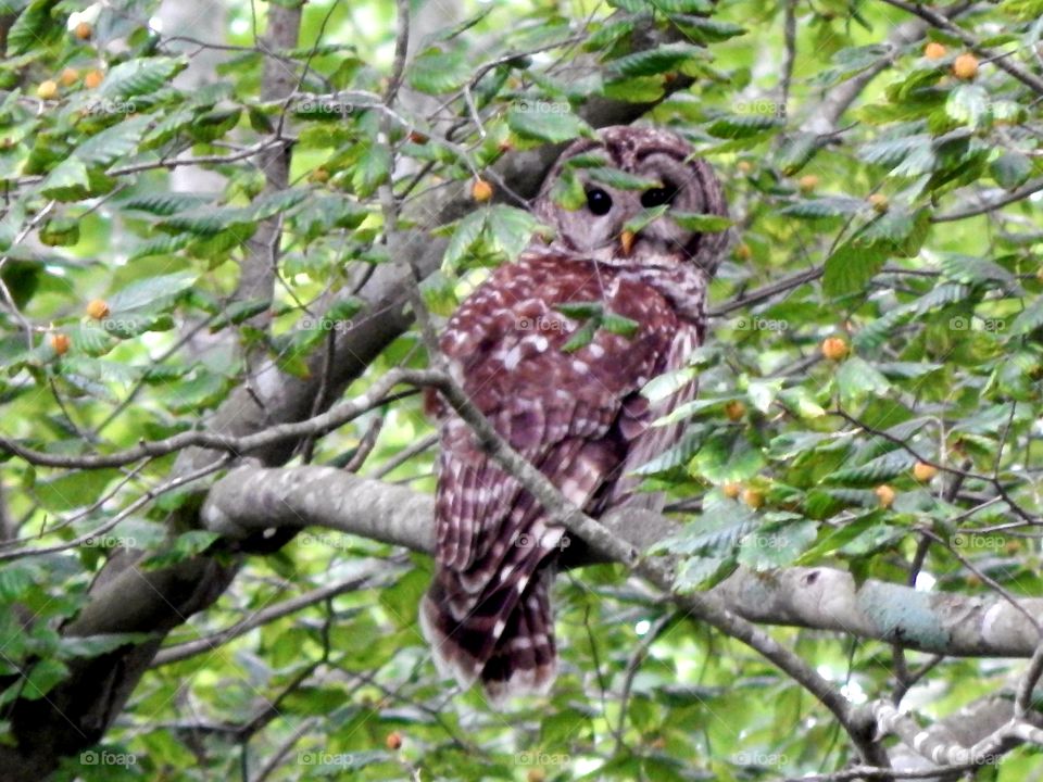 Beautiful Owl setting on limb