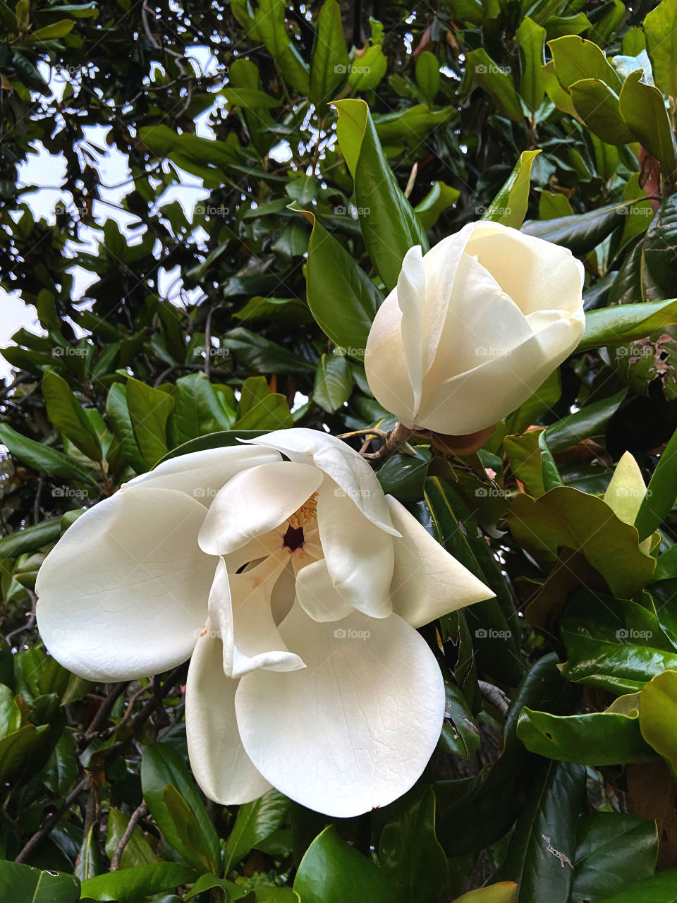 Beautiful blooming white magnolia tree close up.