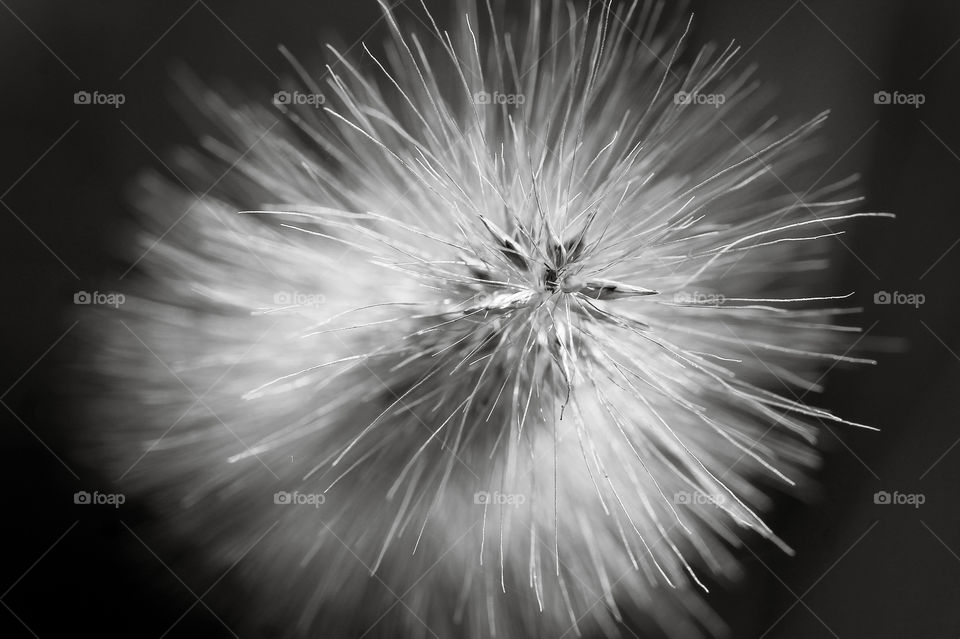 A B&W macro shot of the seed head of an ornamental grass. Taken from overhead in the bright sunlight the seedhead looks both soft & spiny & the tiny seeds can be seen at the end of their flight-bearing awns. 