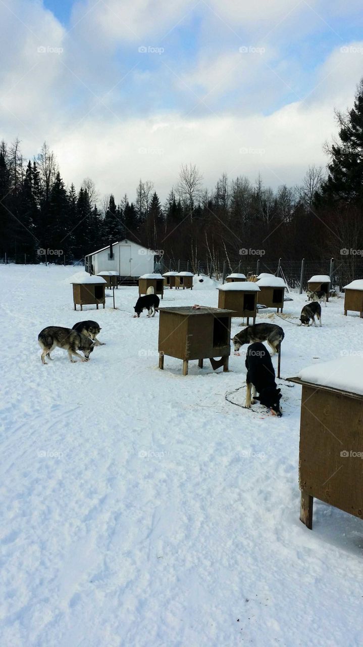 Group of retired sleigh dogs taking their meal near their cabins  during winter