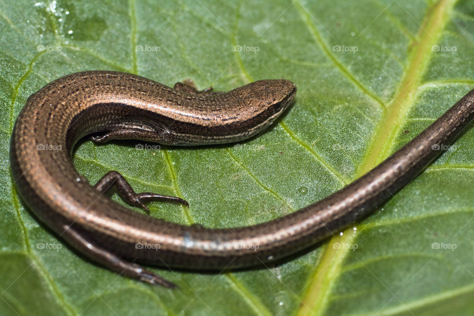 Eurpean copper skink (Ablepharus kitaibellii)