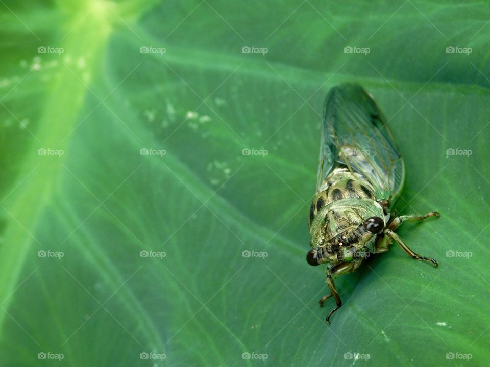 Green cicada on green leaf closeup