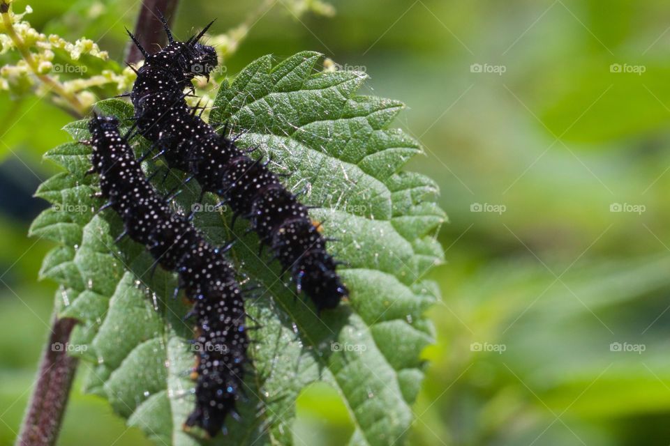 Black caterpillars on leaf