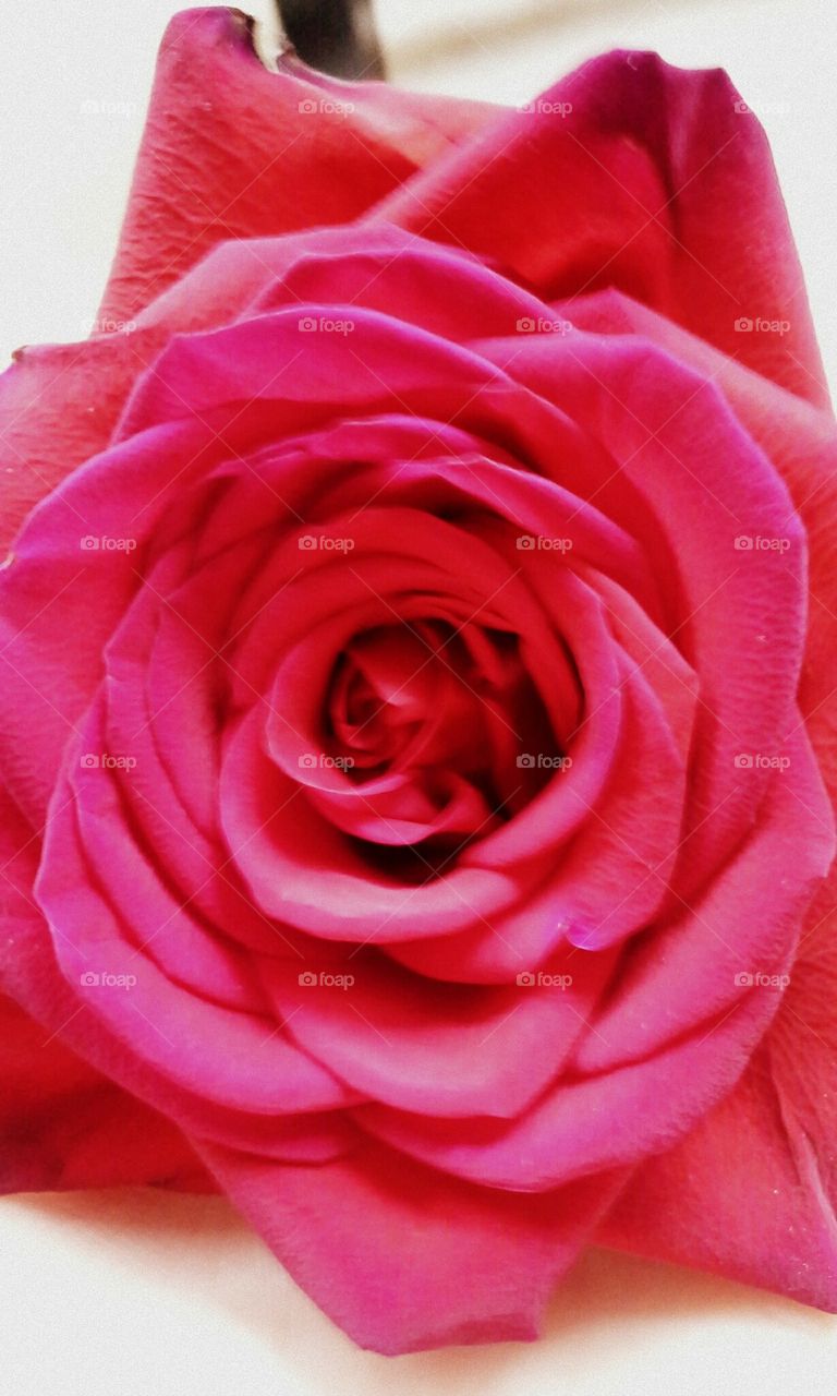 A Single Rose