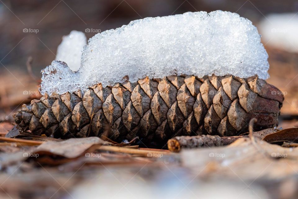 A pine cone peeling out from beneath the snow. 