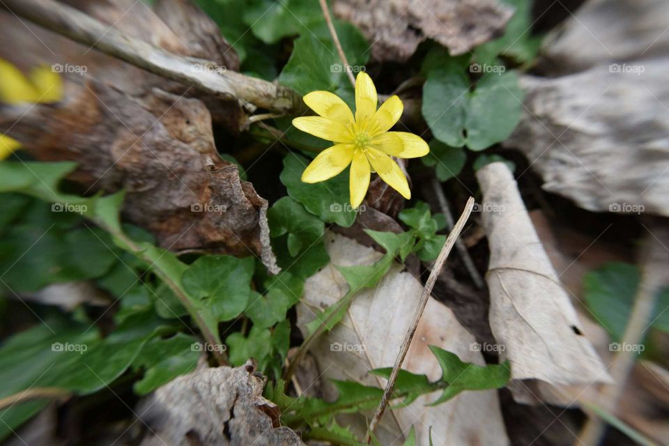 Yellow flower found on walk