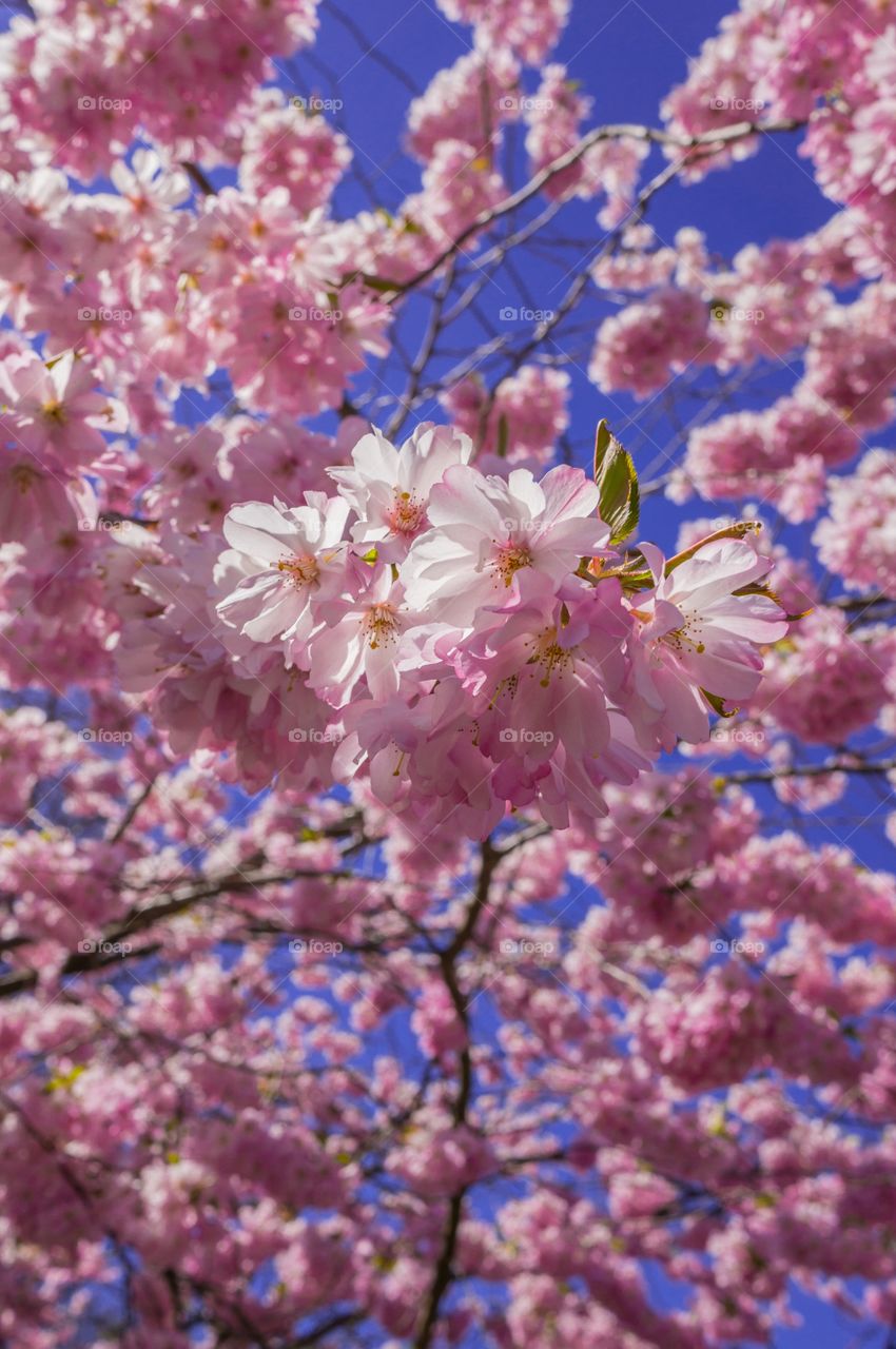 Pink park