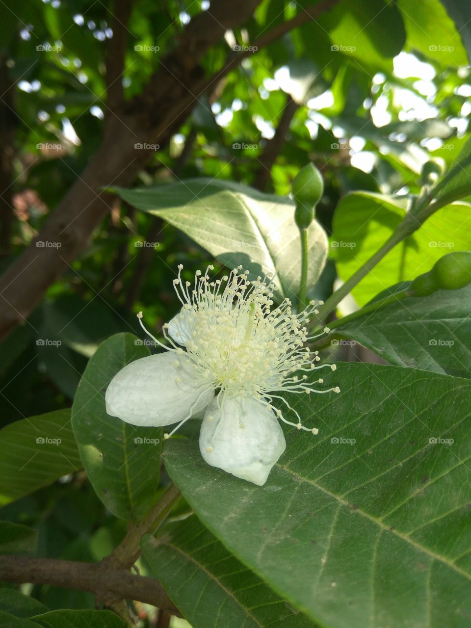 guava flowers