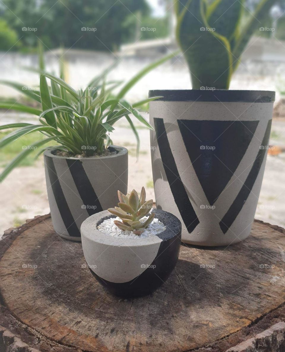 beautiful decorative plants in cement pots, cacti and succulents