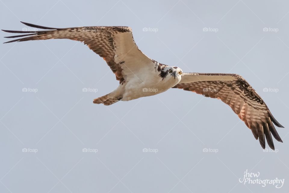 Curious Osprey