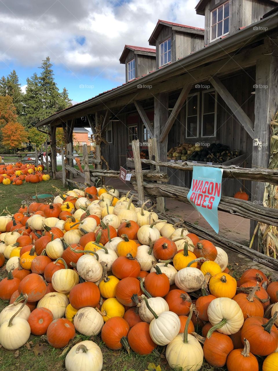Fall in Ontario , Allison , Murphy's Farm Market & Bakery, pumpkin patch , mazes and more 