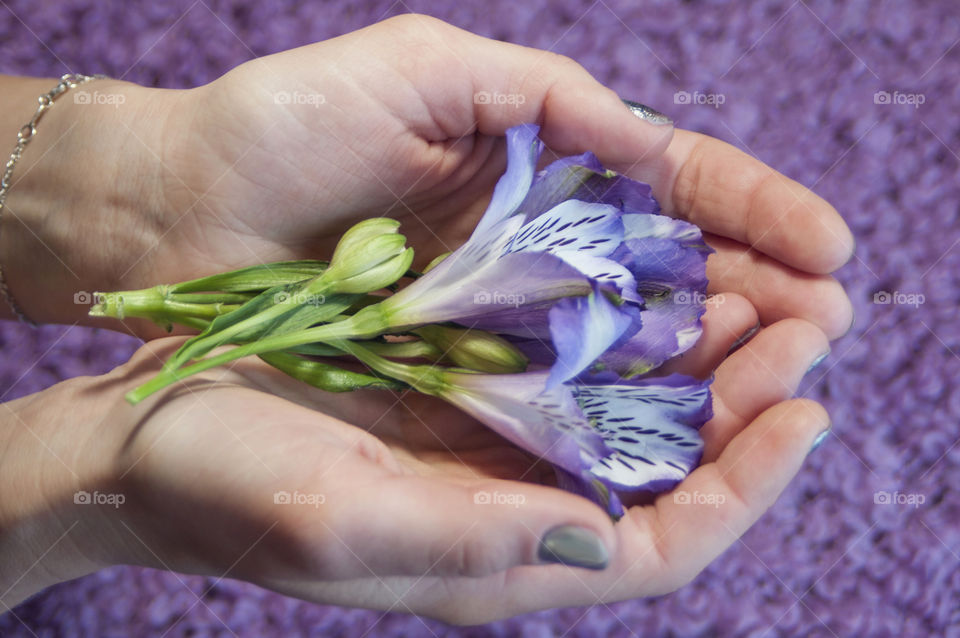 spring flower in the girl's hands