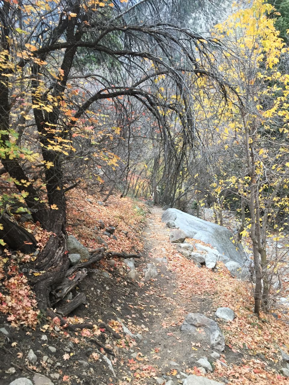 Fall leaves on a mountain path