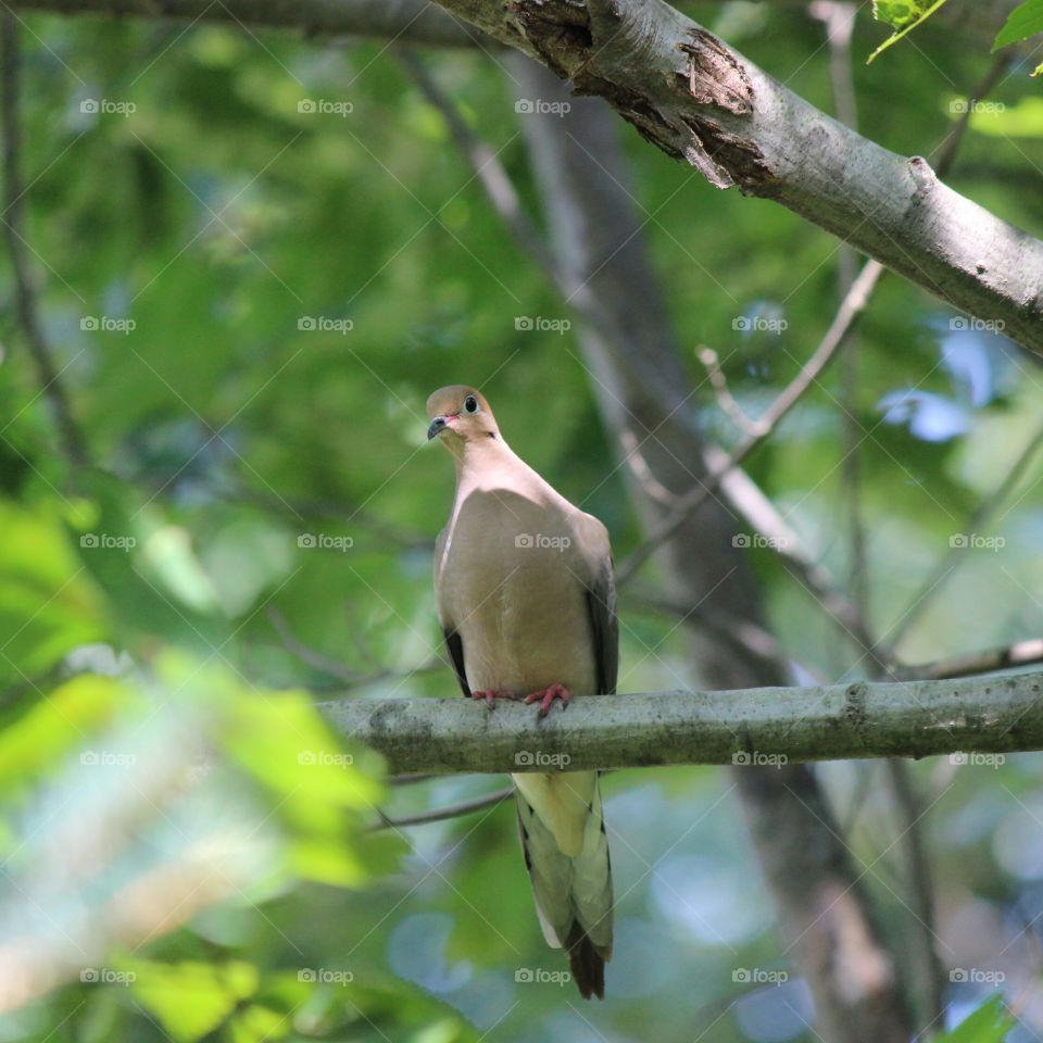 Bird watching this morning dove perched on a branch watching me