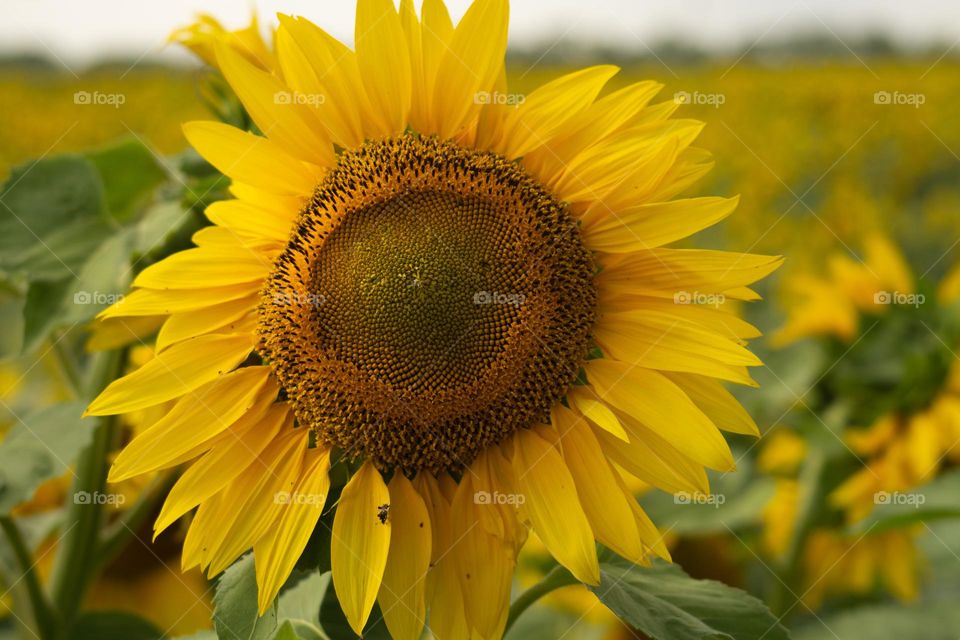 Sunflower 