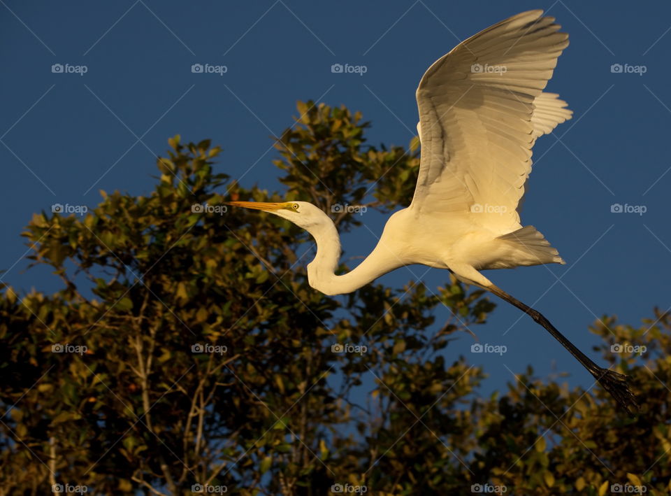 Egret in flight at sunset in Queensland