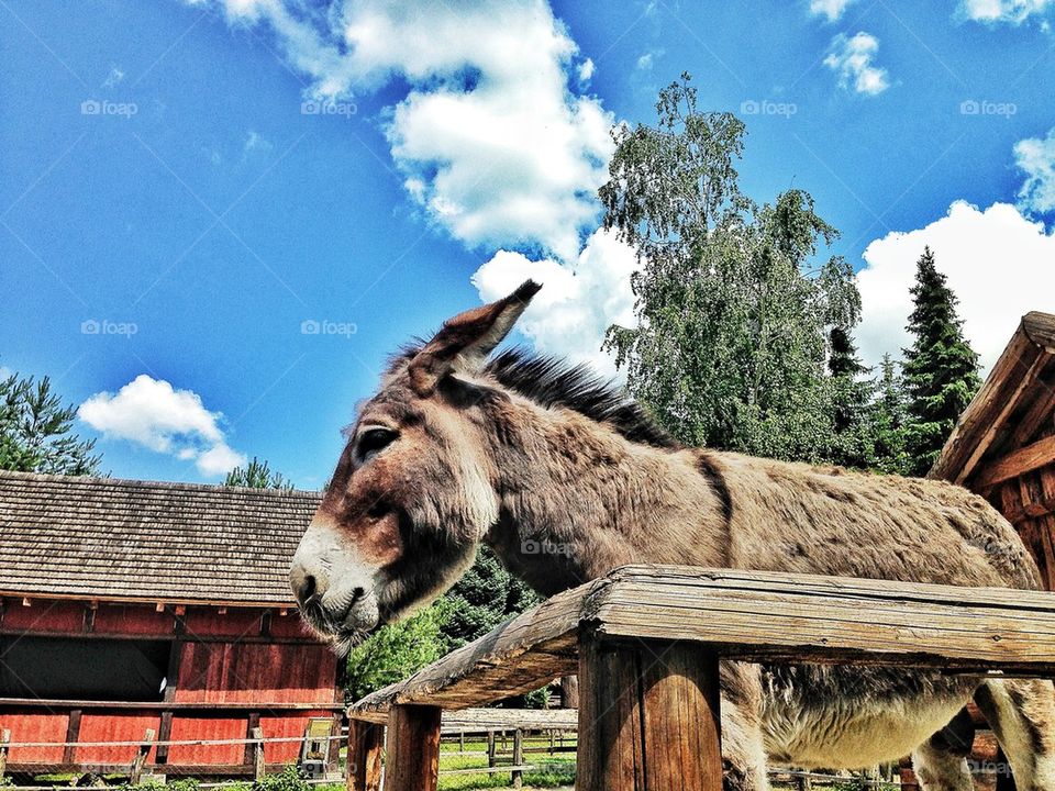 Donkey