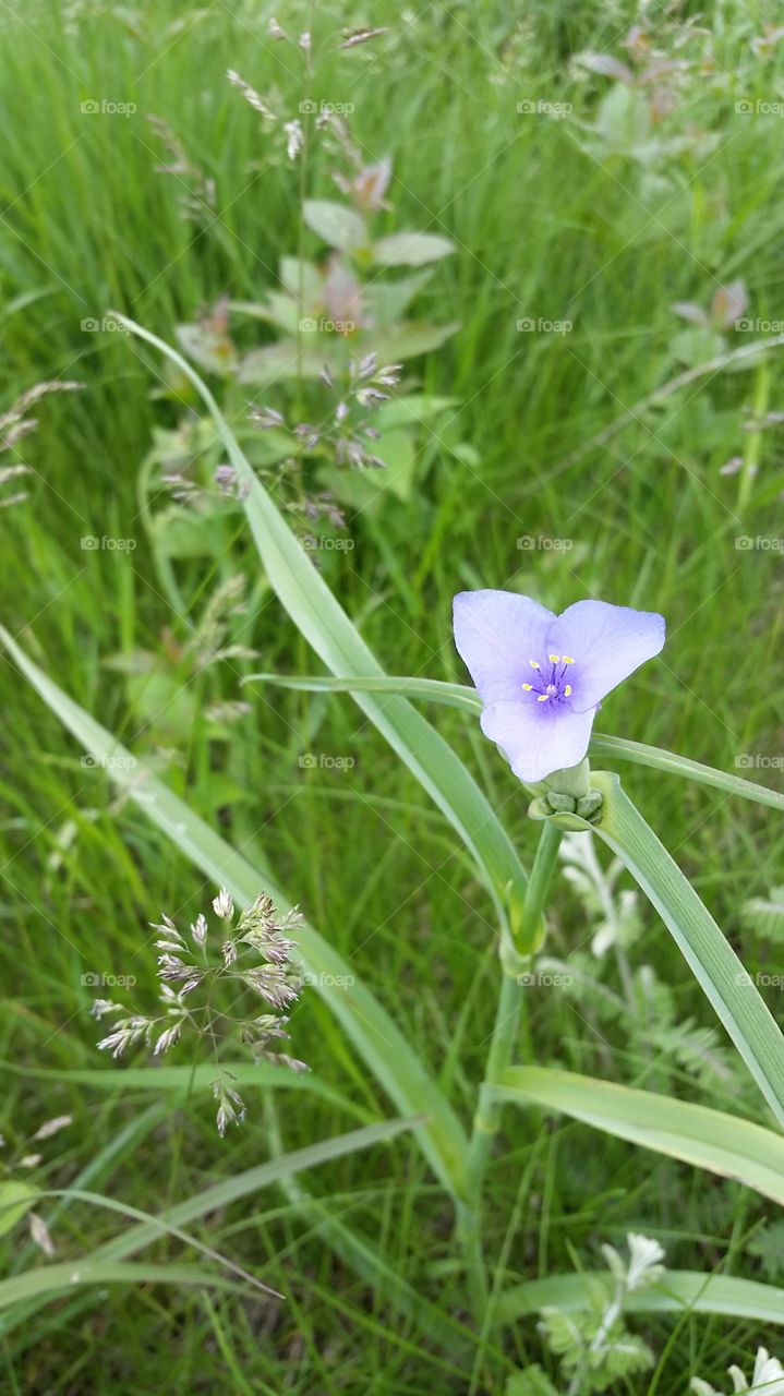 blue wildflower. anonymous 