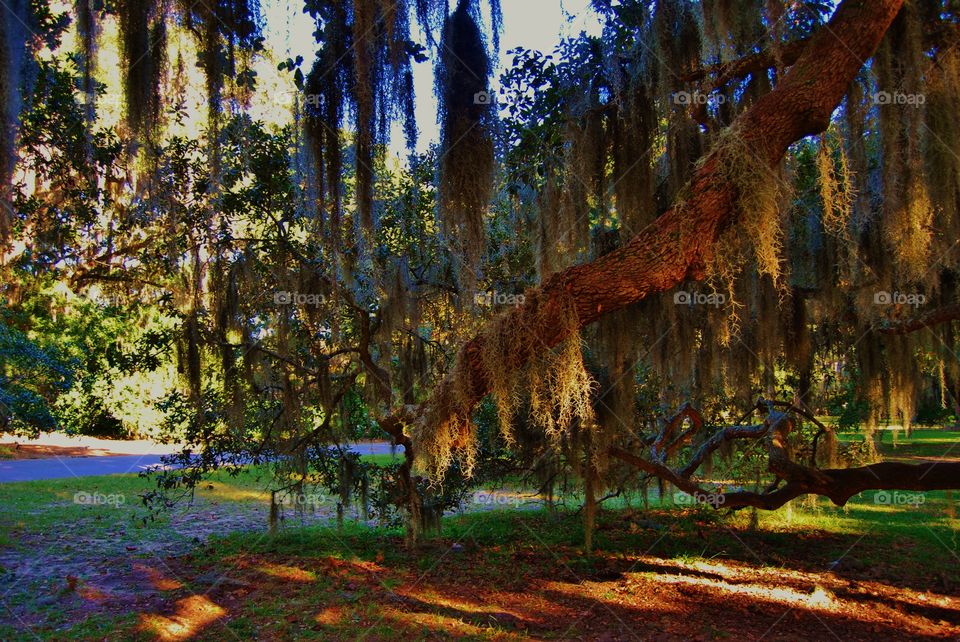 Spanish Moss in the Forest 