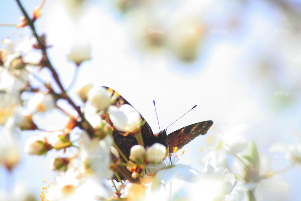 Hundred white flowers can create a heaven. A butterfly becomes an angel!
