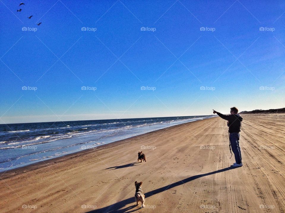 Man playing with dogs on the beach and pointing out birds