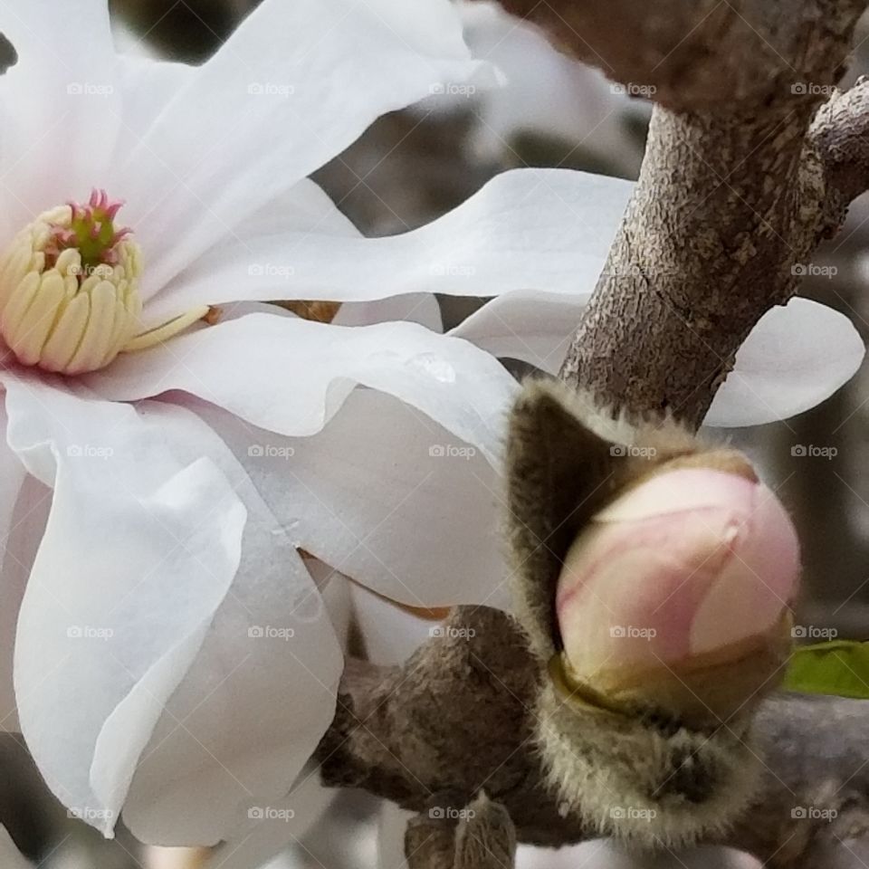 Blossoming Buddies