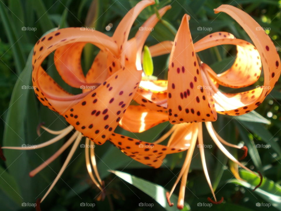 MN Tiger Lilies