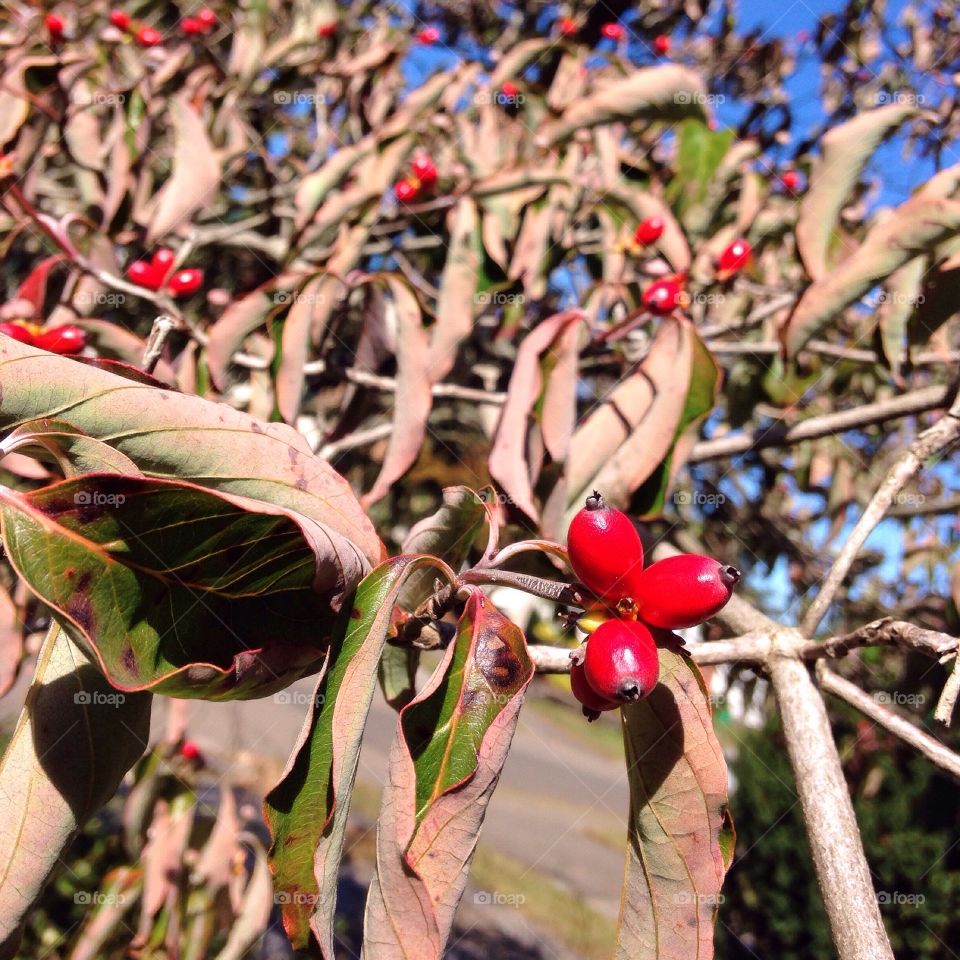 Fall Colours. Berries 