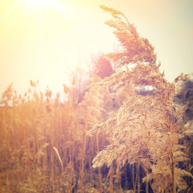 Fall, Nature, No Person, Winter, Sun