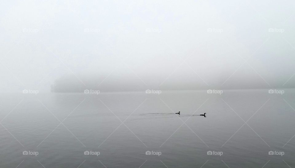 fog engulfing the lake as two loons swim by