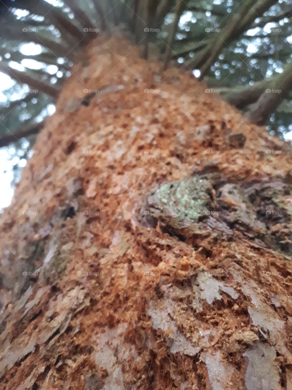 Tree, No Person, Nature, Wood, Outdoors